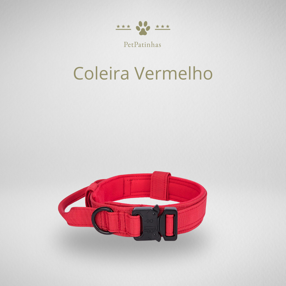 Conjunto de Coleira e Guia para Cães