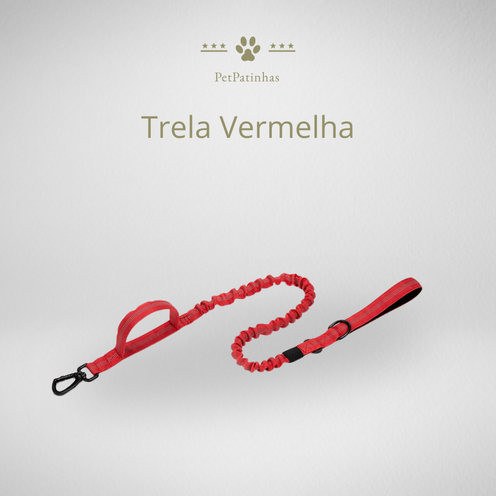 Conjunto de Coleira e Guia para Cães