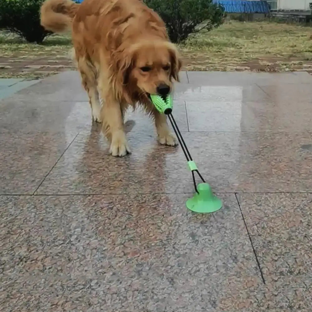 Jouet interactif 5 en 1 pour chiens dynamiques